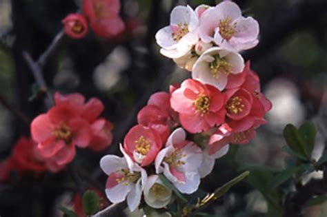 花 種類|育て方がわかる植物図鑑・花図鑑｜みんなの趣味の園 